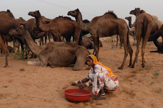 Pushkar Fair, pameran hewan ternak terbesar di dunia