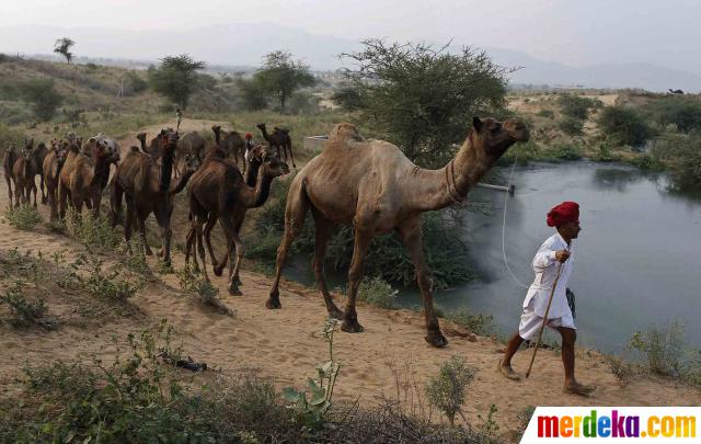 670 Gambar Hewan Hewan Terbesar Di Dunia Gratis Terbaik