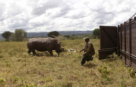Perangi perburuan liar, badak di Kenya dipasangi transponder