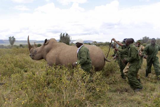 Perangi perburuan liar, badak di Kenya dipasangi transponder