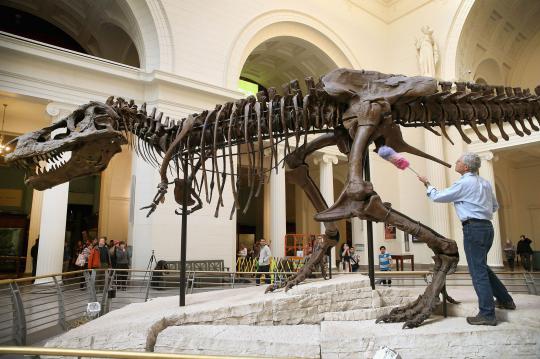 Melihat pembersihan kerangka T-Rex terbesar usia 67 juta tahun