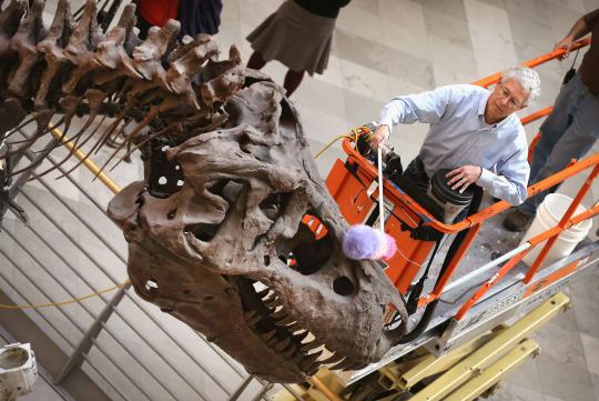 Melihat pembersihan kerangka T-Rex terbesar usia 67 juta tahun