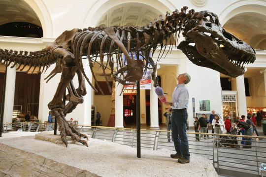 Melihat pembersihan kerangka T-Rex terbesar usia 67 juta tahun