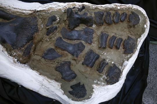 Rumah lelang Bonhams pamerkan fosil duel dua dinosaurus