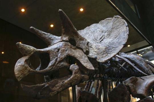 Rumah lelang Bonhams pamerkan fosil duel dua dinosaurus