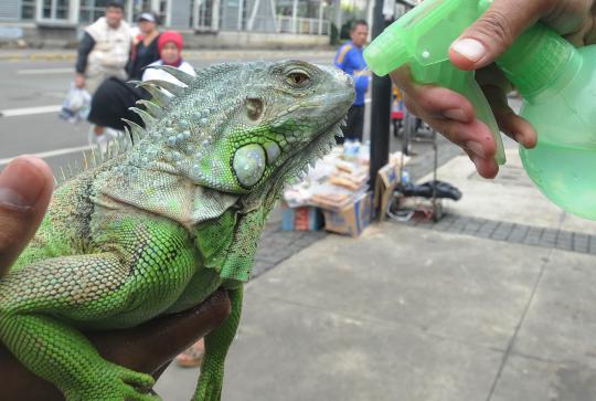 Pecinta iguana perkenalkan reptil peliharaannya di Car Free Day