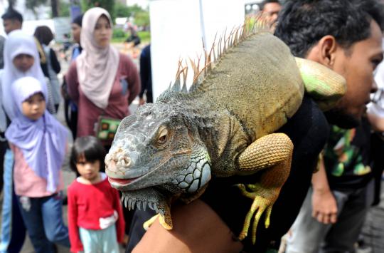 Pecinta iguana perkenalkan reptil peliharaannya di Car Free Day