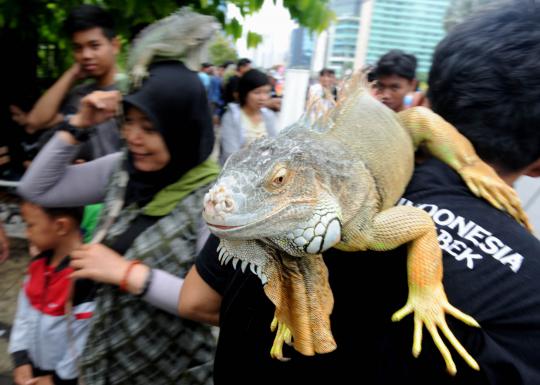 Pecinta iguana perkenalkan reptil peliharaannya di Car Free Day