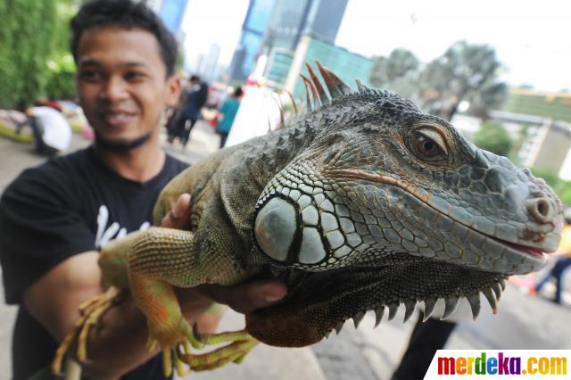 Foto Pecinta iguana perkenalkan reptil  peliharaannya di 