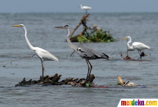 Foto Nestapa Kehidupan Bangau Di Teluk Jakarta Yang Tercemar Sampah Merdeka Com