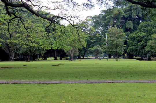 Sejenak rileks di rimbunnya Kebun Raya Bogor