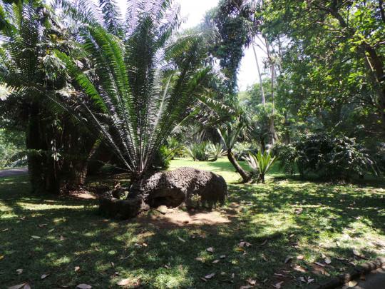 Sejenak rileks di rimbunnya Kebun Raya Bogor