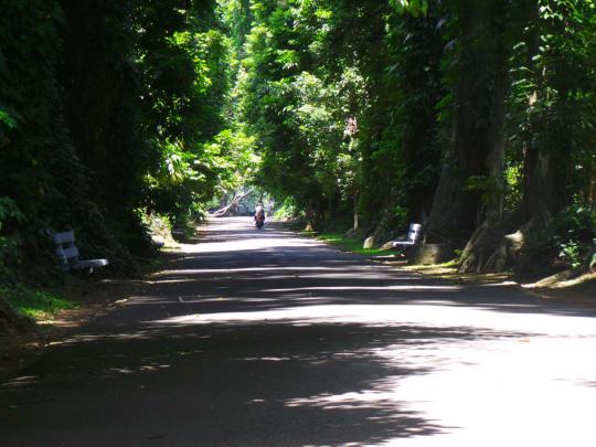 Sejenak rileks di rimbunnya Kebun Raya Bogor