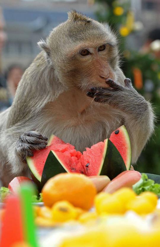 Melihat Monkey Buffet Festival, pestanya monyet-monyet Thailand