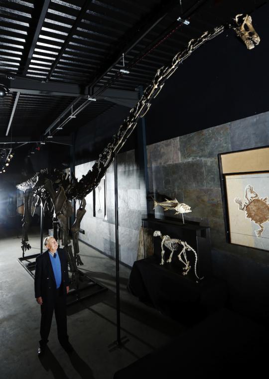 Kerangka dinosaurus 17 meter dilelang Rp 11,5 miliar