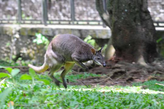 Ini 4 kanguru di Ragunan yang selamat dari serangan anjing liar