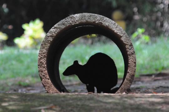 Ini 4 kanguru di Ragunan yang selamat dari serangan anjing liar