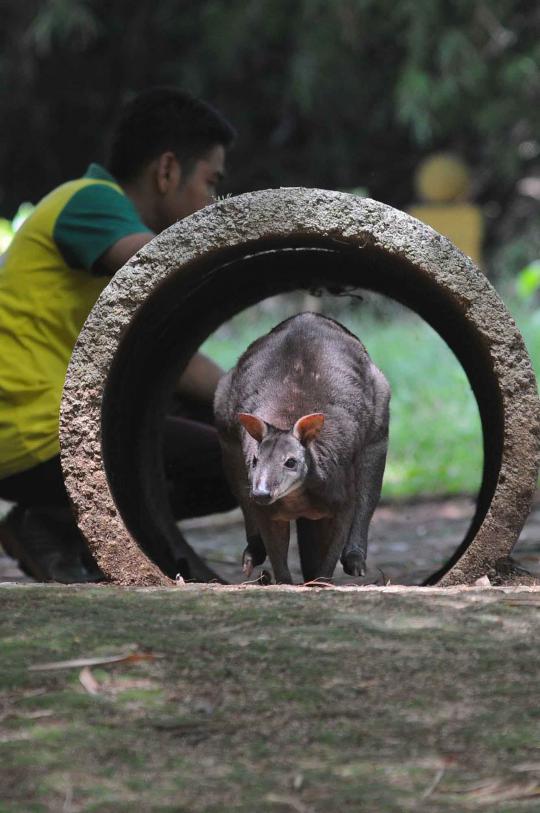 Ini 4 kanguru di Ragunan yang selamat dari serangan anjing liar