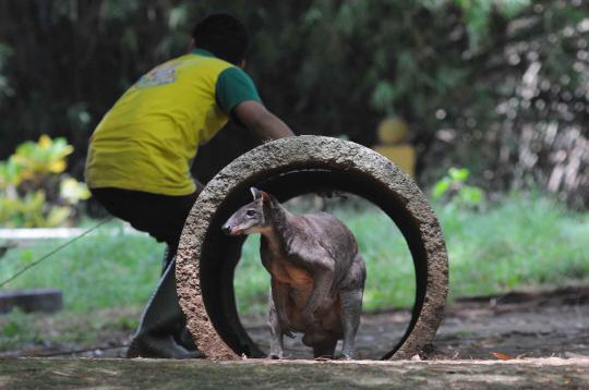 Ini 4 kanguru di Ragunan yang selamat dari serangan anjing liar