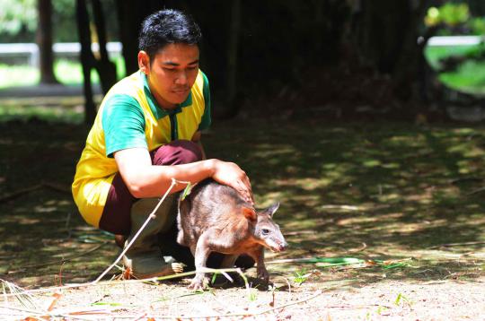 Ini 4 kanguru di Ragunan yang selamat dari serangan anjing liar
