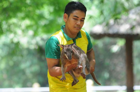 Ini 4 kanguru di Ragunan yang selamat dari serangan anjing liar