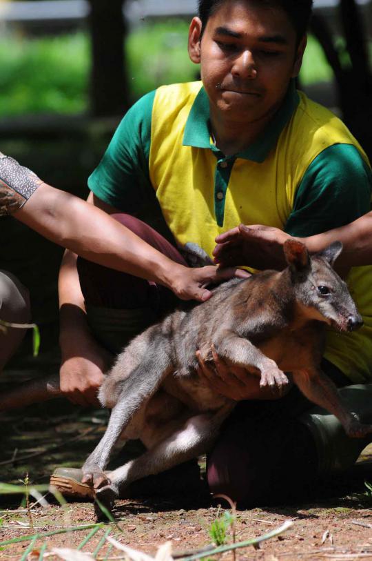 Ini 4 kanguru di Ragunan yang selamat dari serangan anjing liar