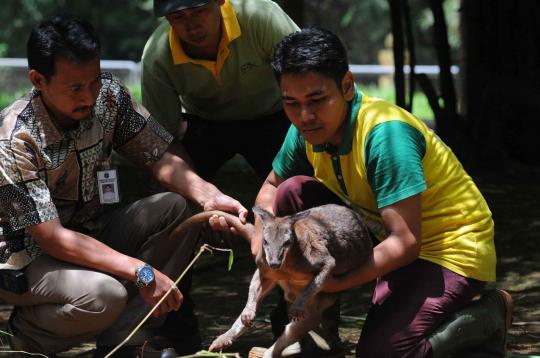 Ini 4 kanguru di Ragunan yang selamat dari serangan anjing liar