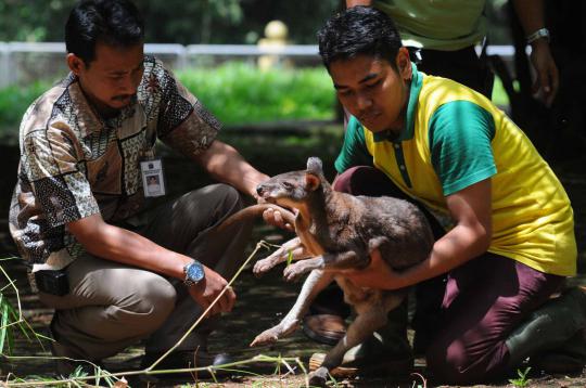 Ini 4 kanguru di Ragunan yang selamat dari serangan anjing liar