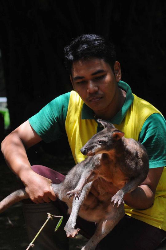 Ini 4 kanguru di Ragunan yang selamat dari serangan anjing liar
