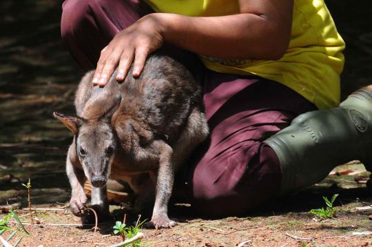 Ini 4 kanguru di Ragunan yang selamat dari serangan anjing liar