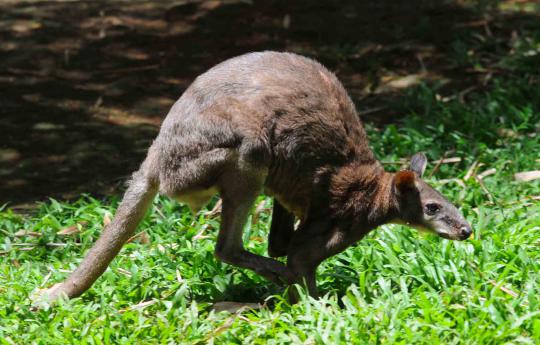 Ini 4 kanguru di Ragunan yang selamat dari serangan anjing liar