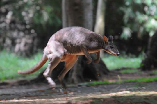 Ini 4 kanguru di Ragunan yang selamat dari serangan anjing liar