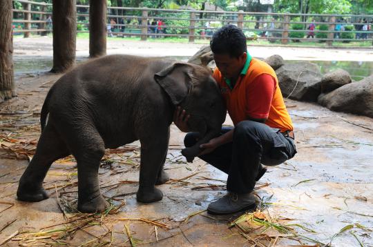 Lucunya Joa, bayi gajah Sumatera di Ragunan