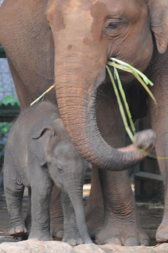 Lucunya Joa, bayi gajah Sumatera di Ragunan
