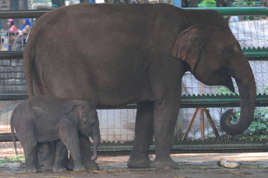 Lucunya Joa, bayi gajah Sumatera di Ragunan