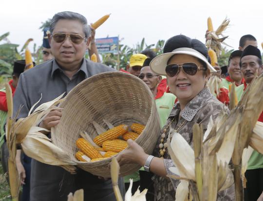 Presiden SBY dan Ibu Ani panen jagung hibrida di Madura