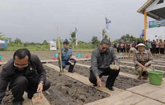 Presiden SBY dan Ibu Ani panen jagung hibrida di Madura