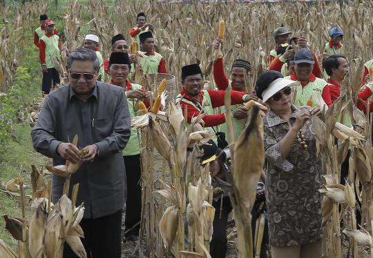 Presiden SBY dan Ibu Ani panen jagung hibrida di Madura