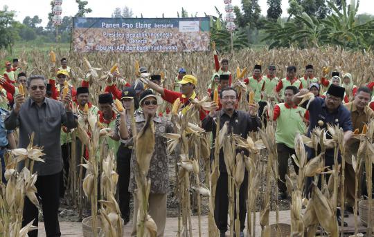 Presiden SBY dan Ibu Ani panen jagung hibrida di Madura