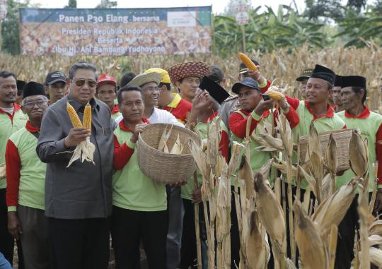 Presiden SBY dan Ibu Ani panen jagung hibrida di Madura