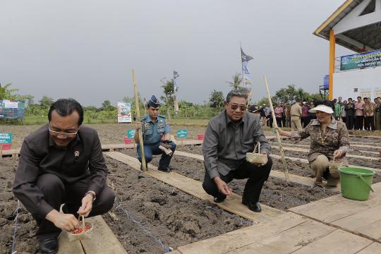 Presiden SBY dan Ibu Ani panen jagung hibrida di Madura