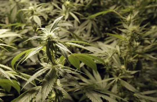 Uruguay legalkan budidaya tanaman ganja di rumah