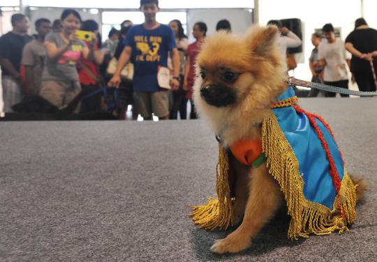 Lucunya anjing ras saat berkostum unik di ExtraPAWganza