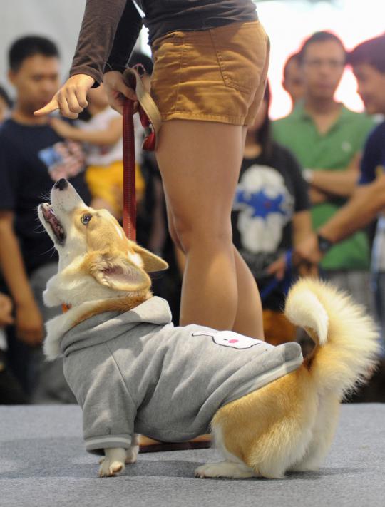 Lucunya anjing ras saat berkostum unik di ExtraPAWganza