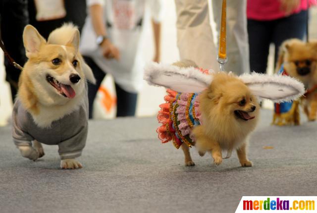 Foto : Lucunya anjing ras saat berkostum unik di 