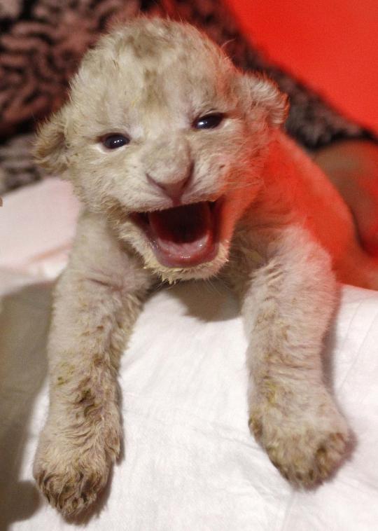 Lucunya 3 bayi singa putih baru lahir di kebun binatang Tbilisi