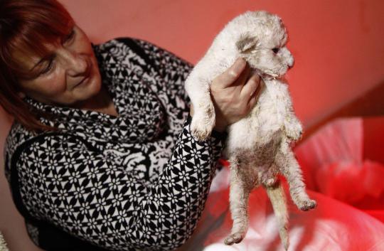 Lucunya 3 bayi singa putih baru lahir di kebun binatang Tbilisi