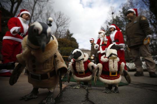 Lucunya aksi penguin berkostum santa claus sambut Natal di Seoul