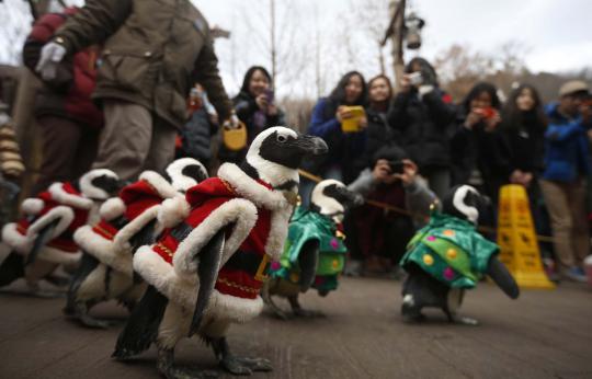 Lucunya aksi penguin berkostum santa claus sambut Natal di Seoul