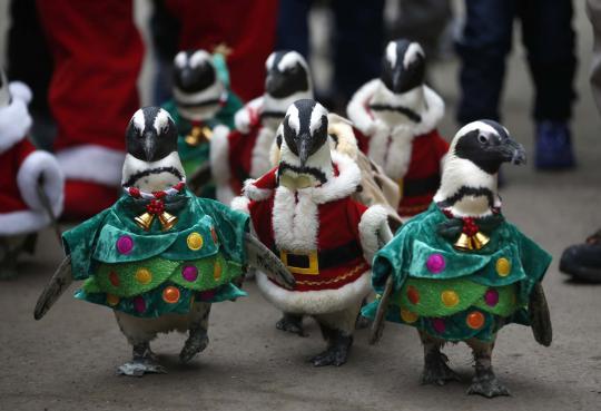 Lucunya aksi penguin berkostum santa claus sambut Natal di Seoul